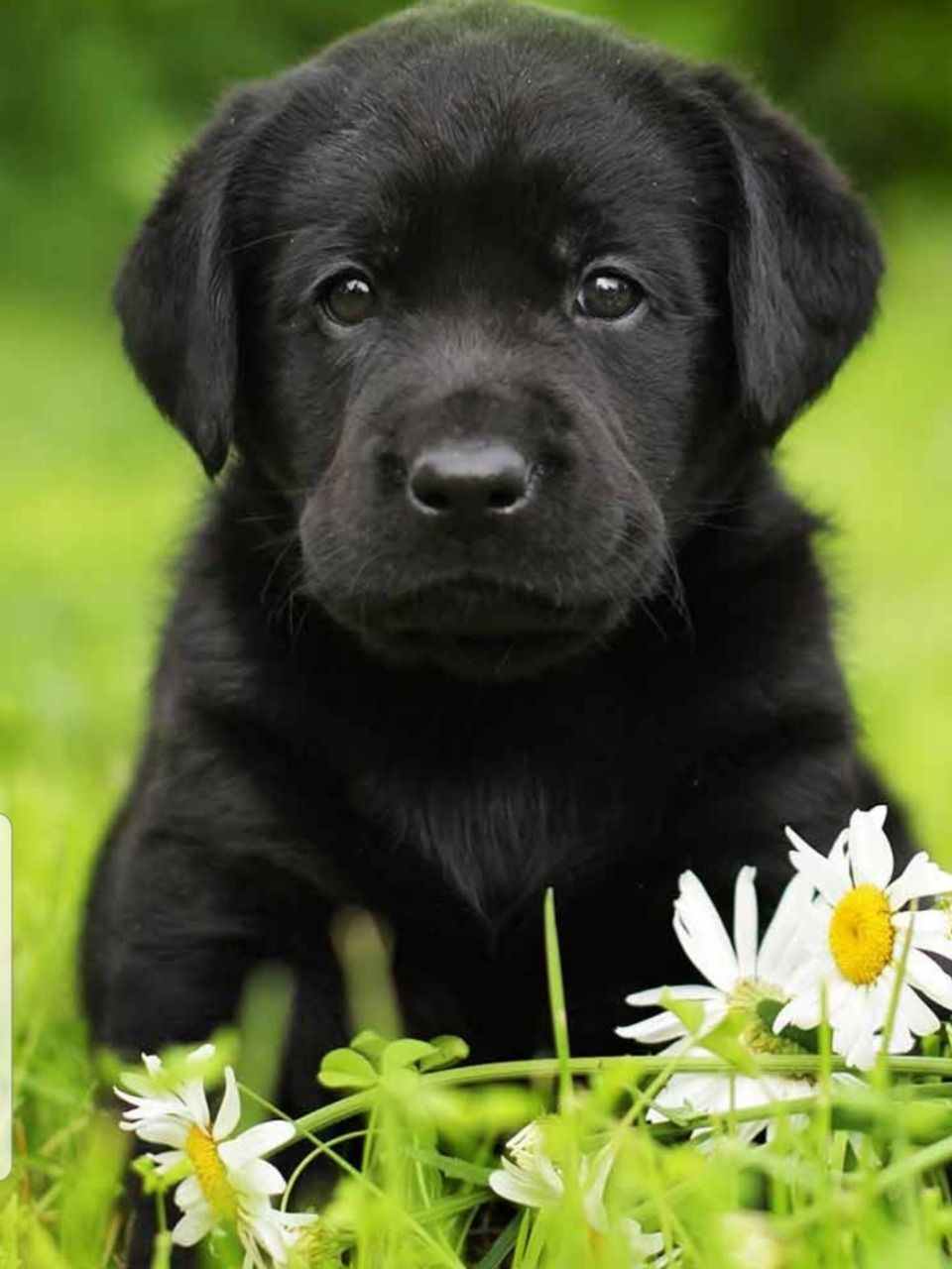 Hình ảnh chó mực đẹp, cute, ngộ nghĩnh và đáng yêu nhất