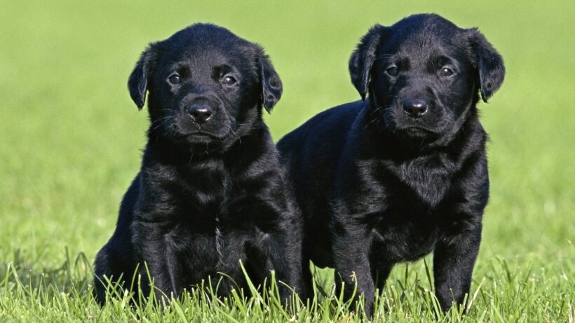 Chó labrador đen