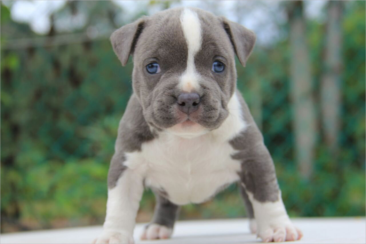 Hình Ảnh Chó Pitbull Đẹp Nhất Cực Cute Dễ Thương Cho Bạn