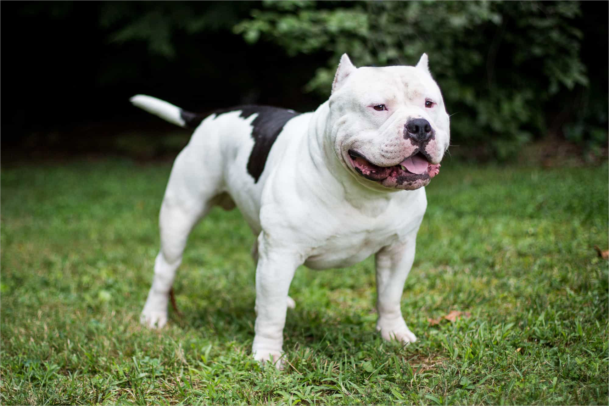 Hình ảnh chó Pitbull đẹp thuần chủng ngầu nhất