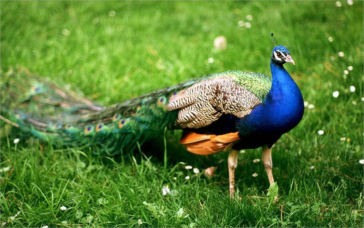 Sai, công lam là loài chim biểu tượng của Ấn Độ - VnExpress