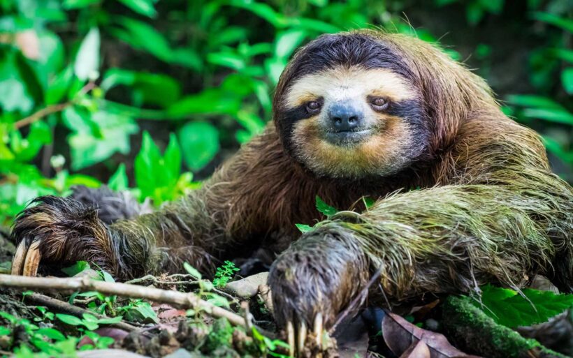 Portrait of a Sloth