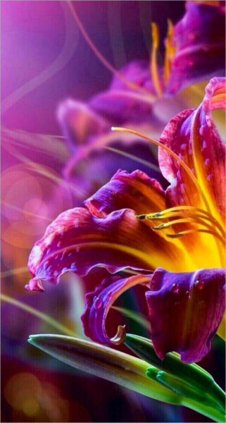 hình ảnh hoa ly đỏ tím đẹp nhất làm hình nền điện thoại iphone samsung