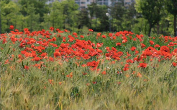 Hình ảnh vườn hoa anh túc đỏ đẹp làm hình nền