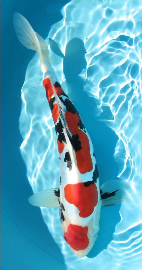 Hồ Cá 3D Hình Nền Động  Ứng dụng trên Google Play