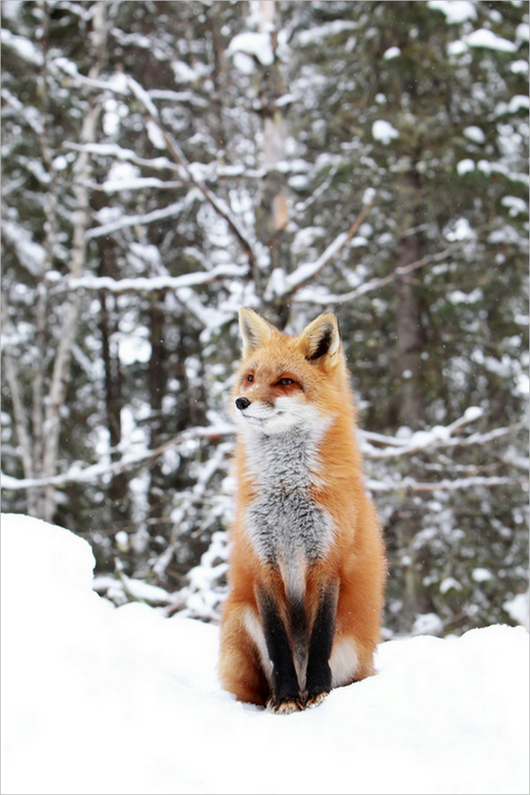 101 hình ảnh con cáo đẹp và dễ thương nhất  Hình đẹp về con cáo đỏ