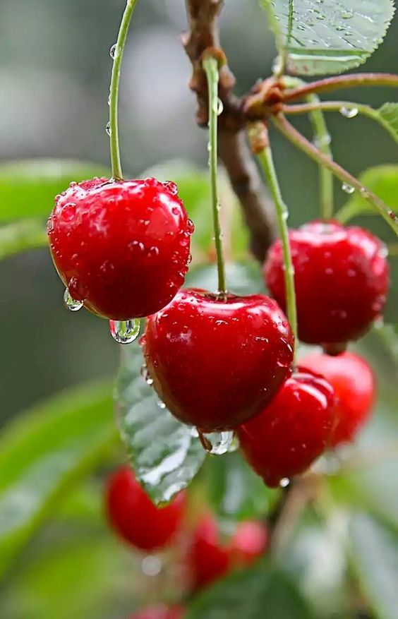 Cập nhật với hơn 103 màu hình nền trái cherry cute mới nhất  Tin học Đông  Hòa