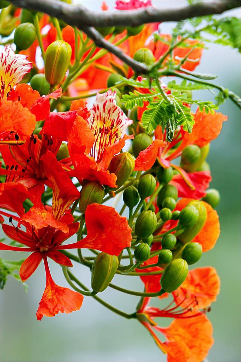 Chia sẻ với hơn 115 hình nền hoa phượng hay nhất - thtantai2.edu.vn