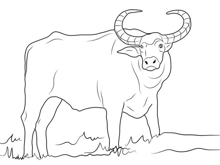 Hướng dẫn cách vẽ con TRÂU VÀNG  How to draw buffalo  Zoom Zoom TV   trungcapluatbmteduvn