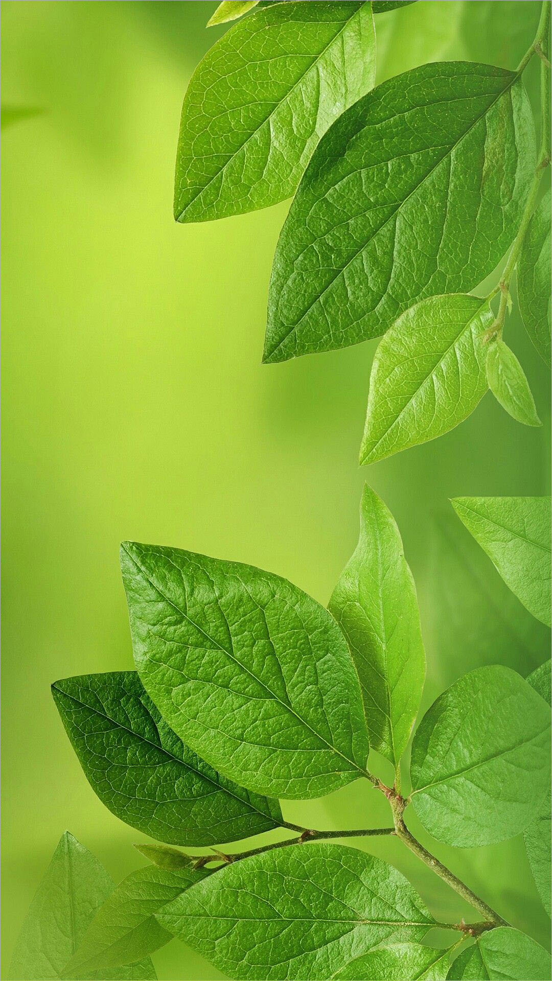 Chia sẻ hơn 63 về hình nền đẹp xanh lá mới nhất - cdgdbentre.edu.vn