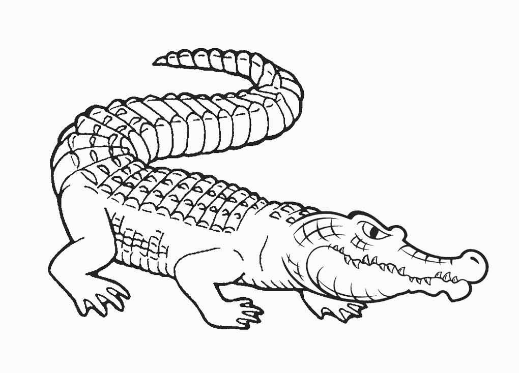 vẽ cá sấu cute