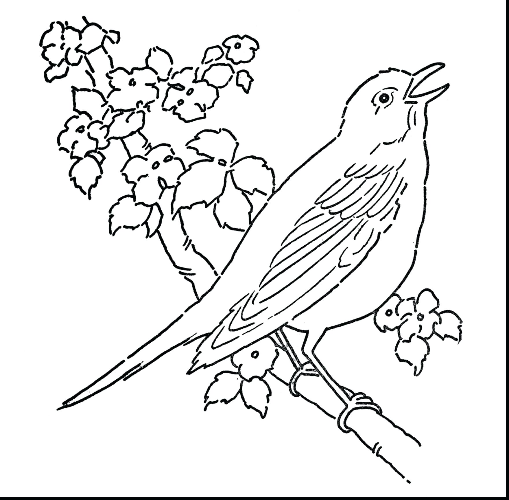 Chi tiết 52 về con chim tô màu hay nhất  trieuson5
