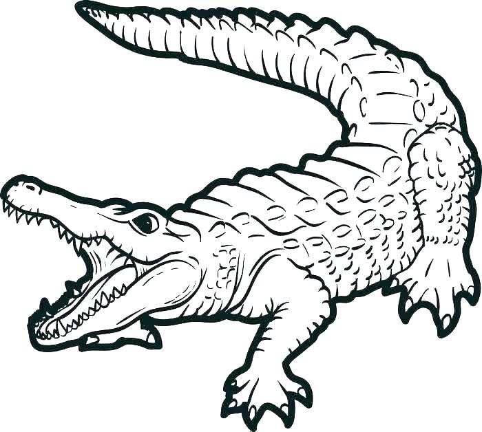 Cập nhật hơn 52 về hình tô màu con cá sấu  trieuson5