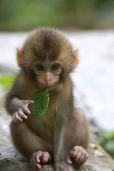 hình ảnh con khỉ con dễ thương đang ngậm lá cây