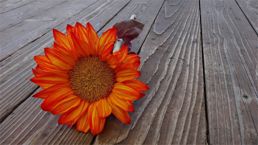 Hình ảnh hoa hướng dương màu cam đỏ trên sàn gỗ