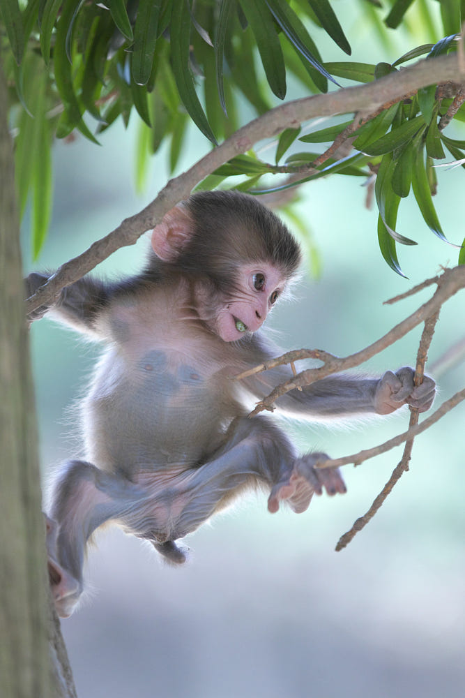 Hình ảnh, hình nền con khỉ dễ thương ngộ nghĩnh đẹp nhất