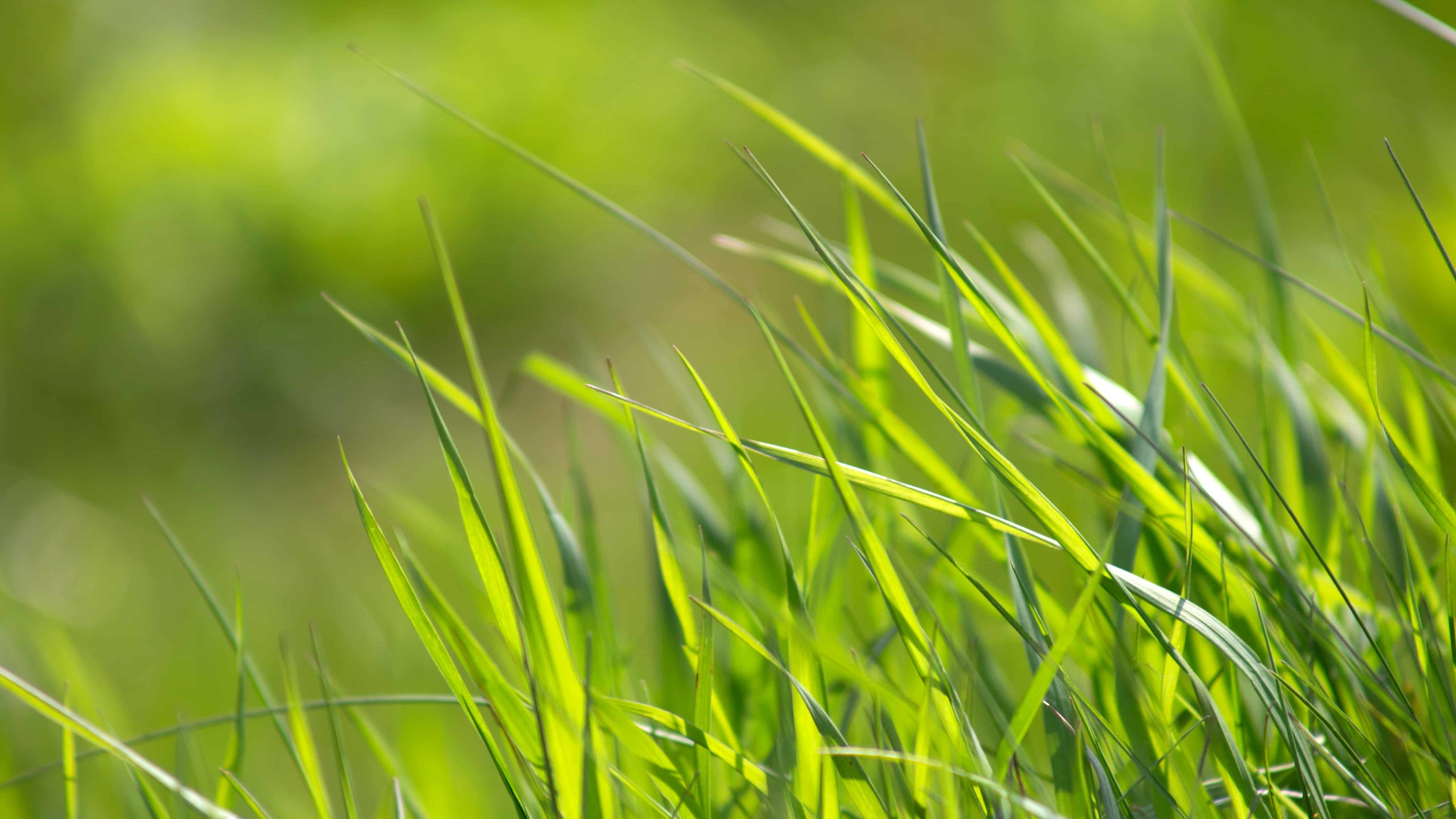 Ảnh hình nền cỏ xanh đẹp chụp macro  PhotoCute  Tải ảnh miễn phí