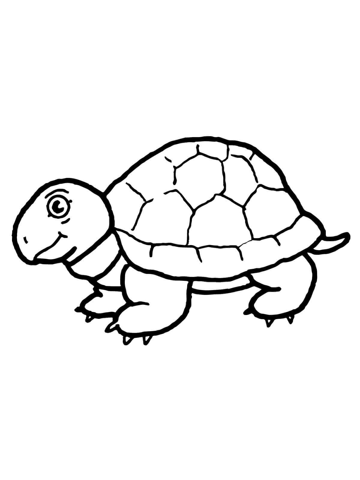 Đẹp Hình ảnh của con Rùa