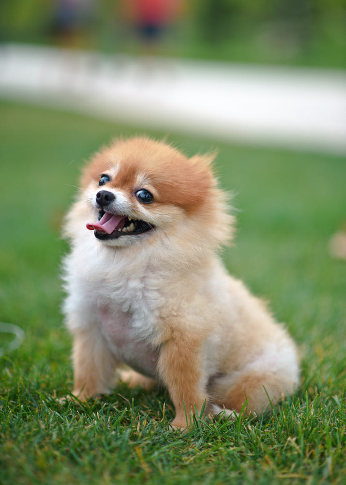 Chó Phốc Sóc Pomeranian giá bao nhiêu đặc tính cách nuôi