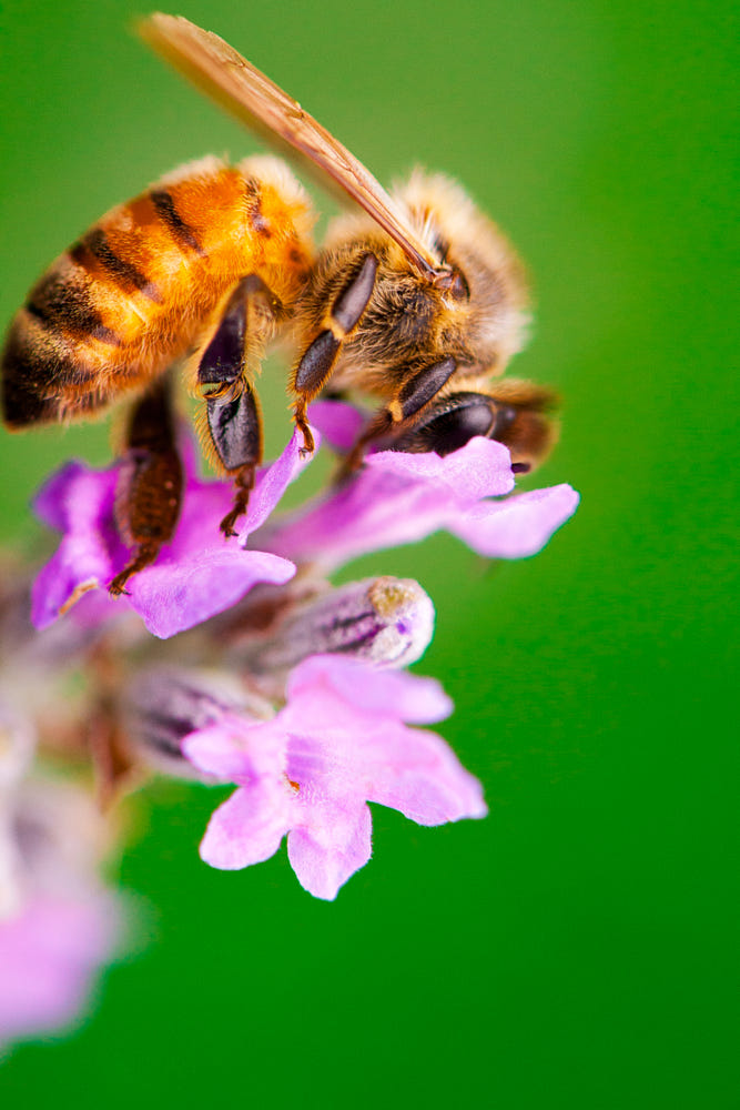 Ong dú là gì  4 điều bạn chưa biết về tổ của chúng
