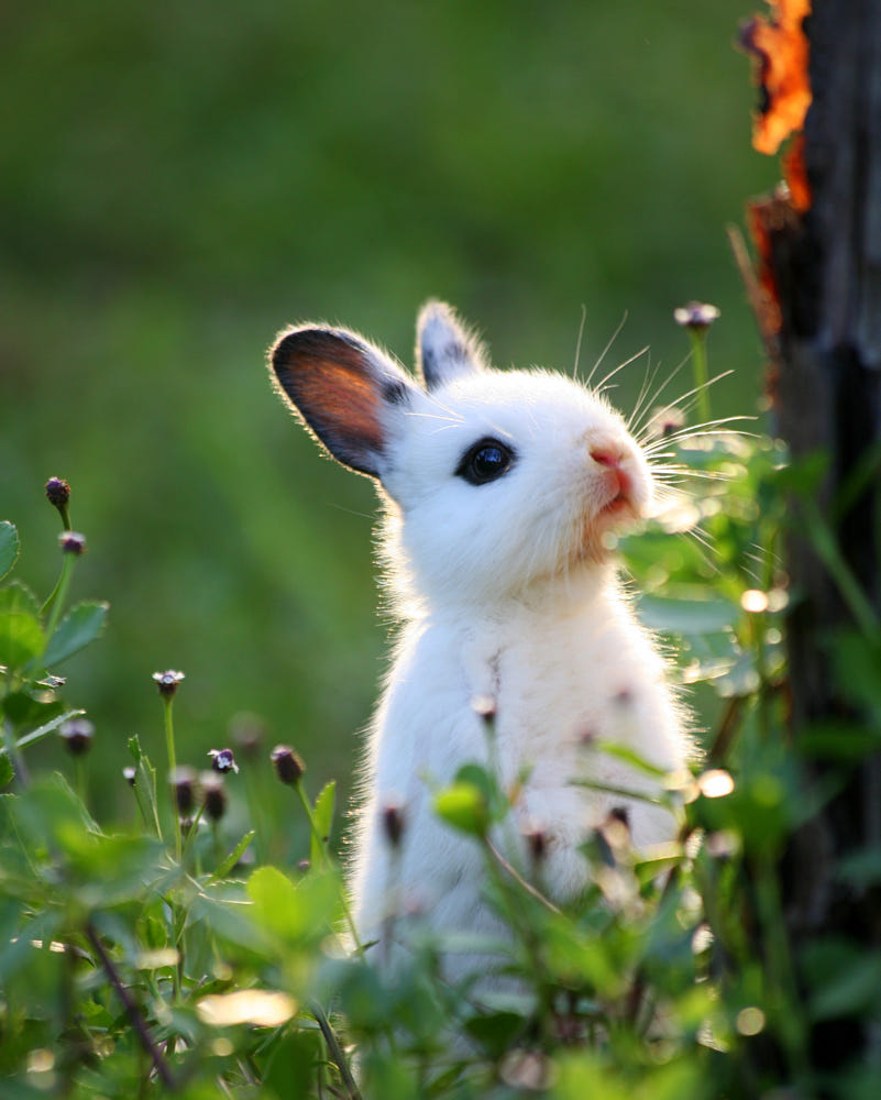 Bộ sưu tập hình ảnh con thỏ cực chất full 4K với hơn 999 hình ảnh