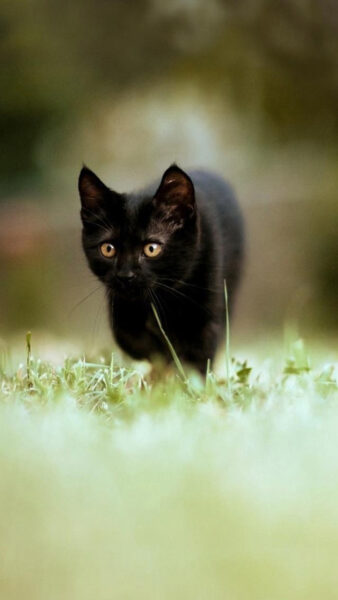 Hình ảnh, hình nền con mèo đen dễ thương