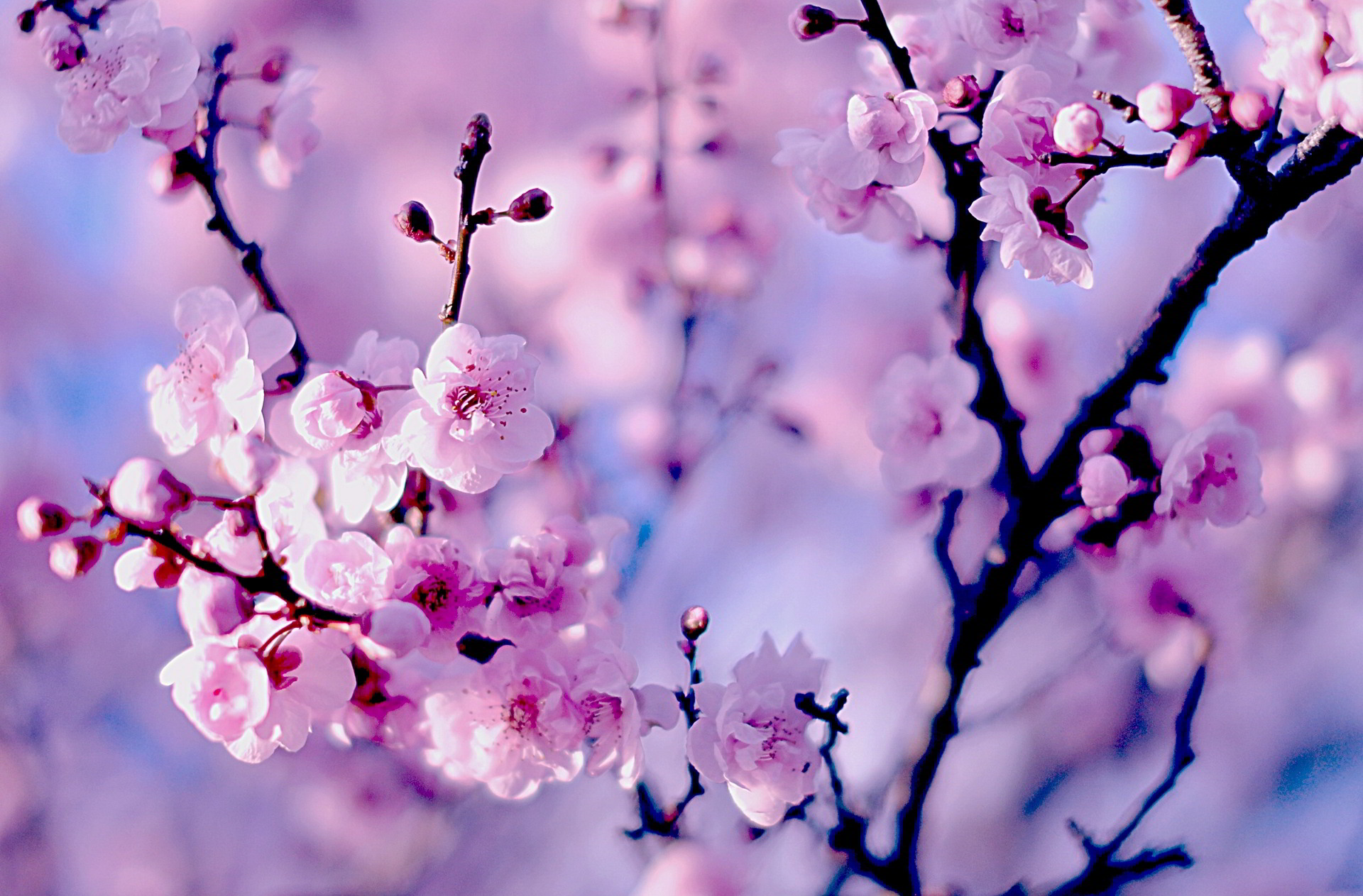 Hình ảnh hoa Anh Đào mang vẻ đẹp nhẹ nhàng như thanh xuân con gái