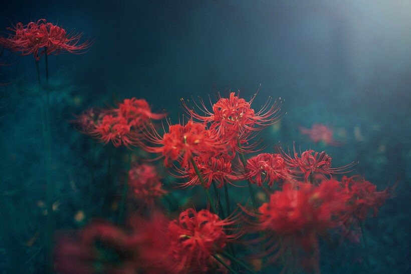 Hình ảnh hoa bỉ ngạn mờ ảo trong sương