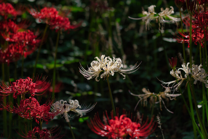 Hình ảnh hoa bỉ ngạn trắng và đỏ đẹp