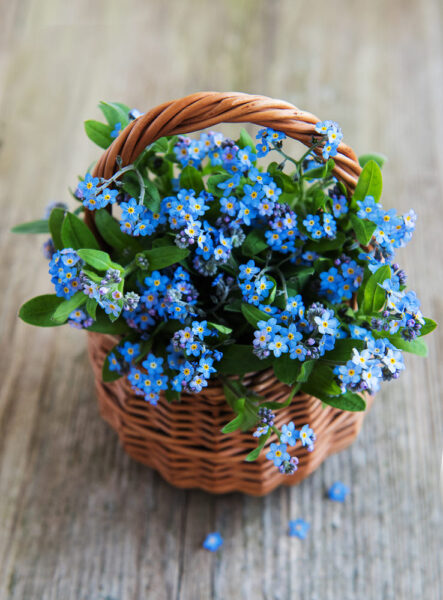 Forget-me-not flowers in basket