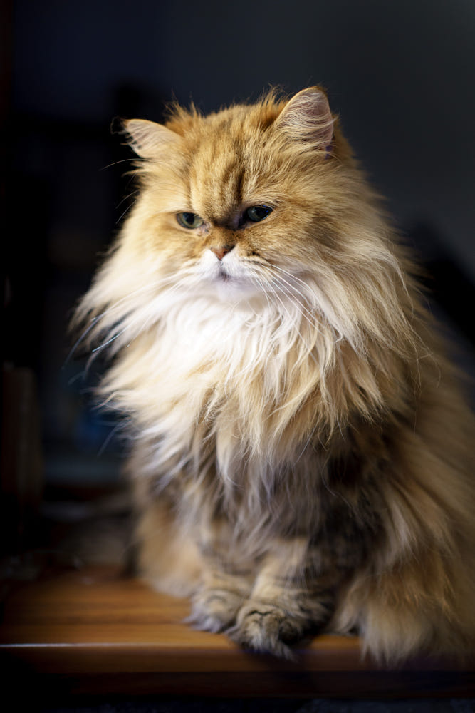 Hình ảnh mèo Anh lông dài siêu cute đáng yêu nhất