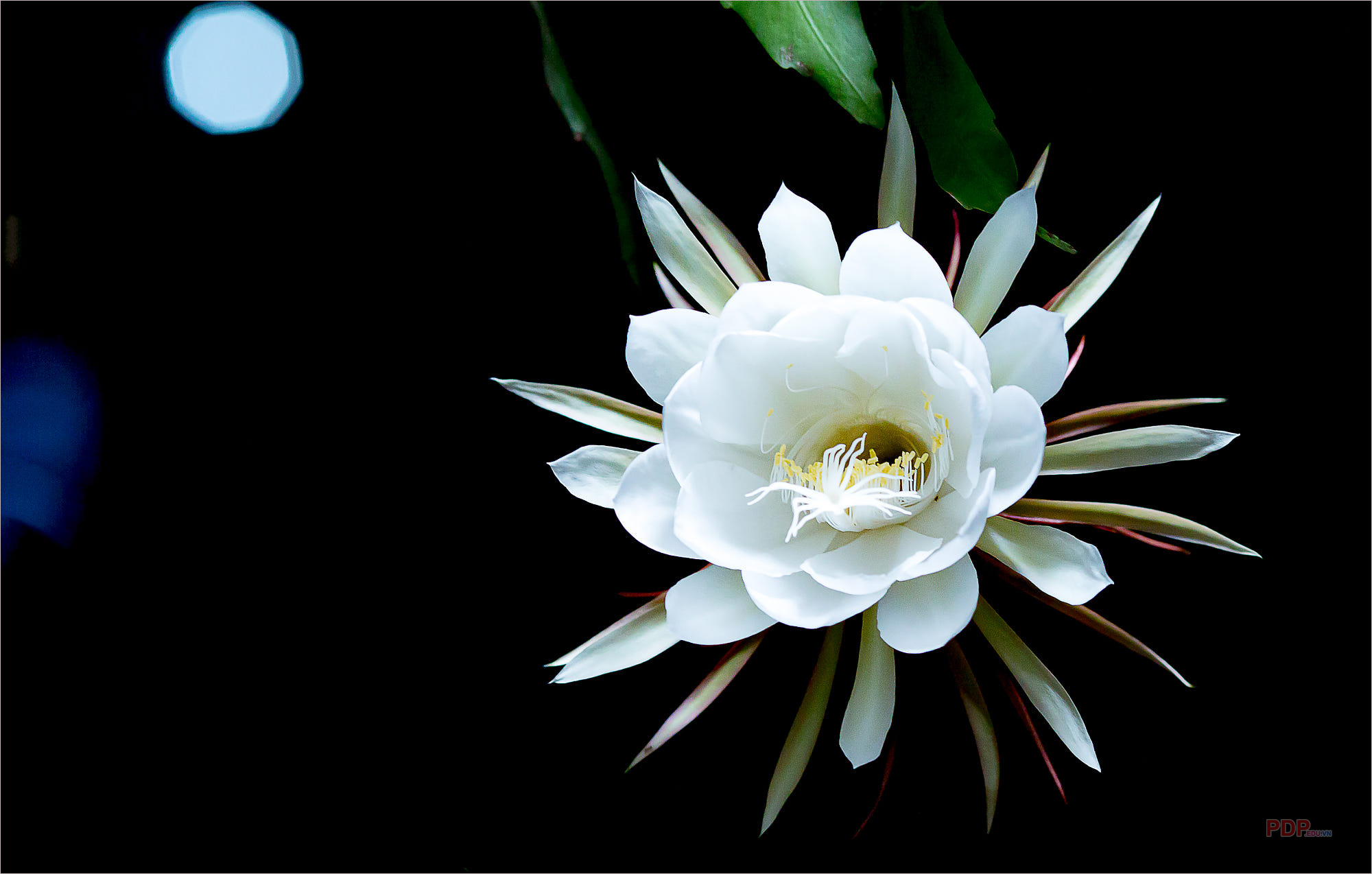 160 Hoa quỳnh ý tưởng  hoa hoa đẹp nghệ thuật môi trường