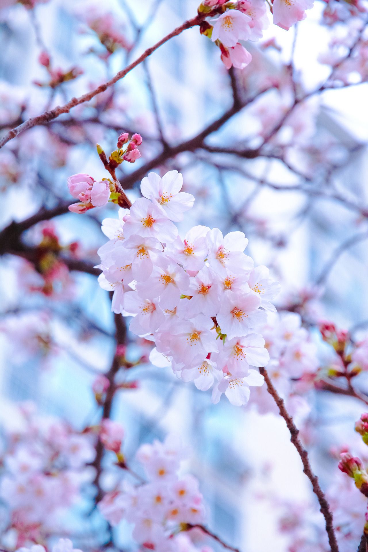 Hình ảnh hoa Anh Đào Nhật Bản đẹp nhất