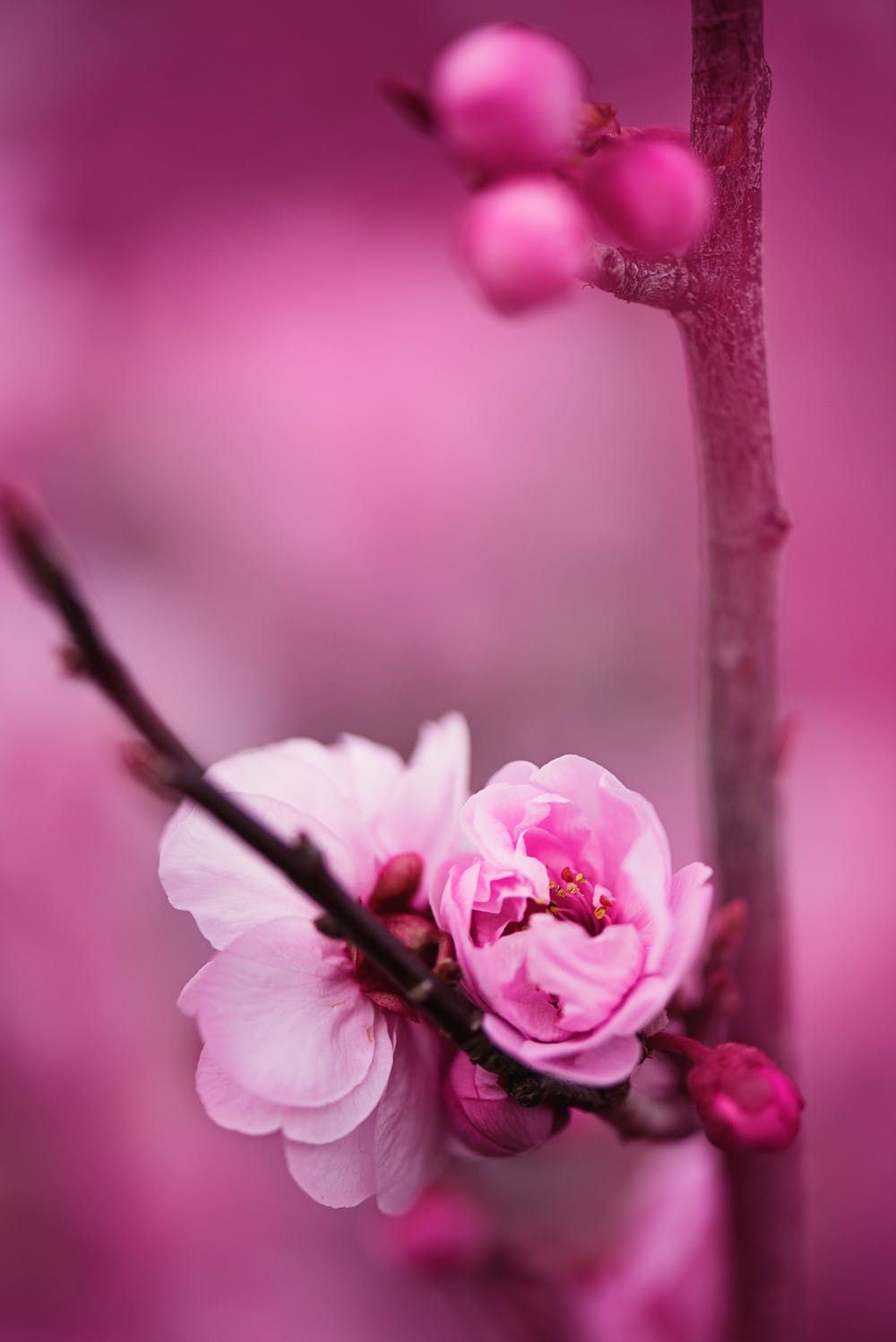 Chia sẻ 111+ hình nền hoa màu hồng hay nhất - thtantai2.edu.vn