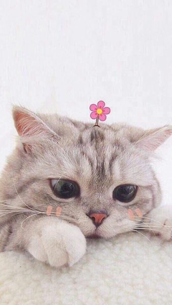 hình nền mèo cute đáng yêu dễ thương nhất