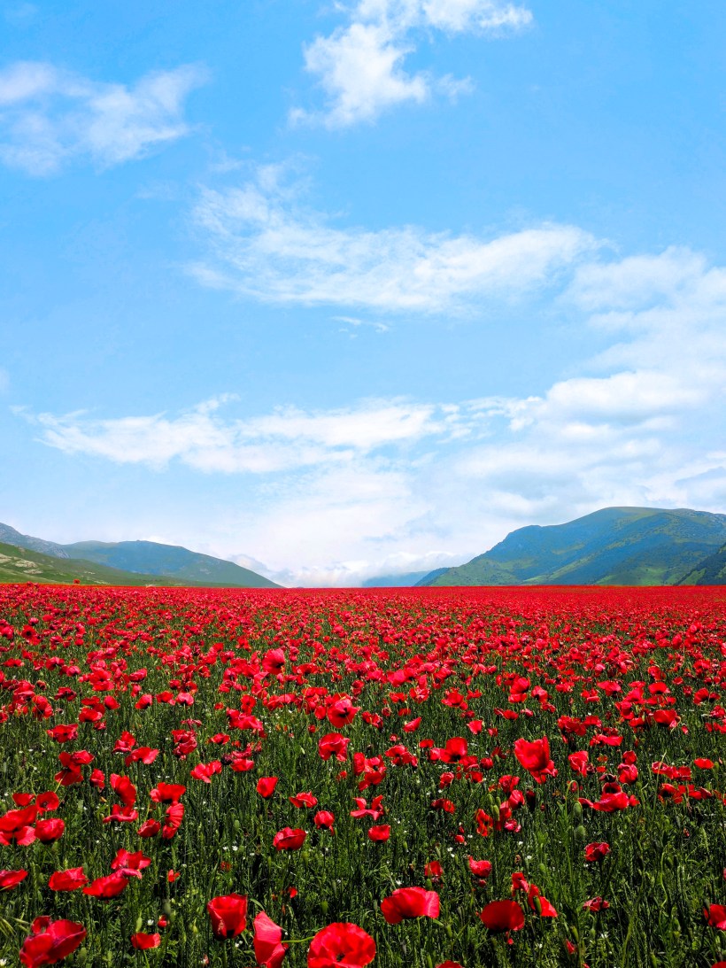 30 Hình ảnh cánh đồng hoa tuyệt đẹp nhất thế giới Full HD  Hà Nội Spirit  Of Place