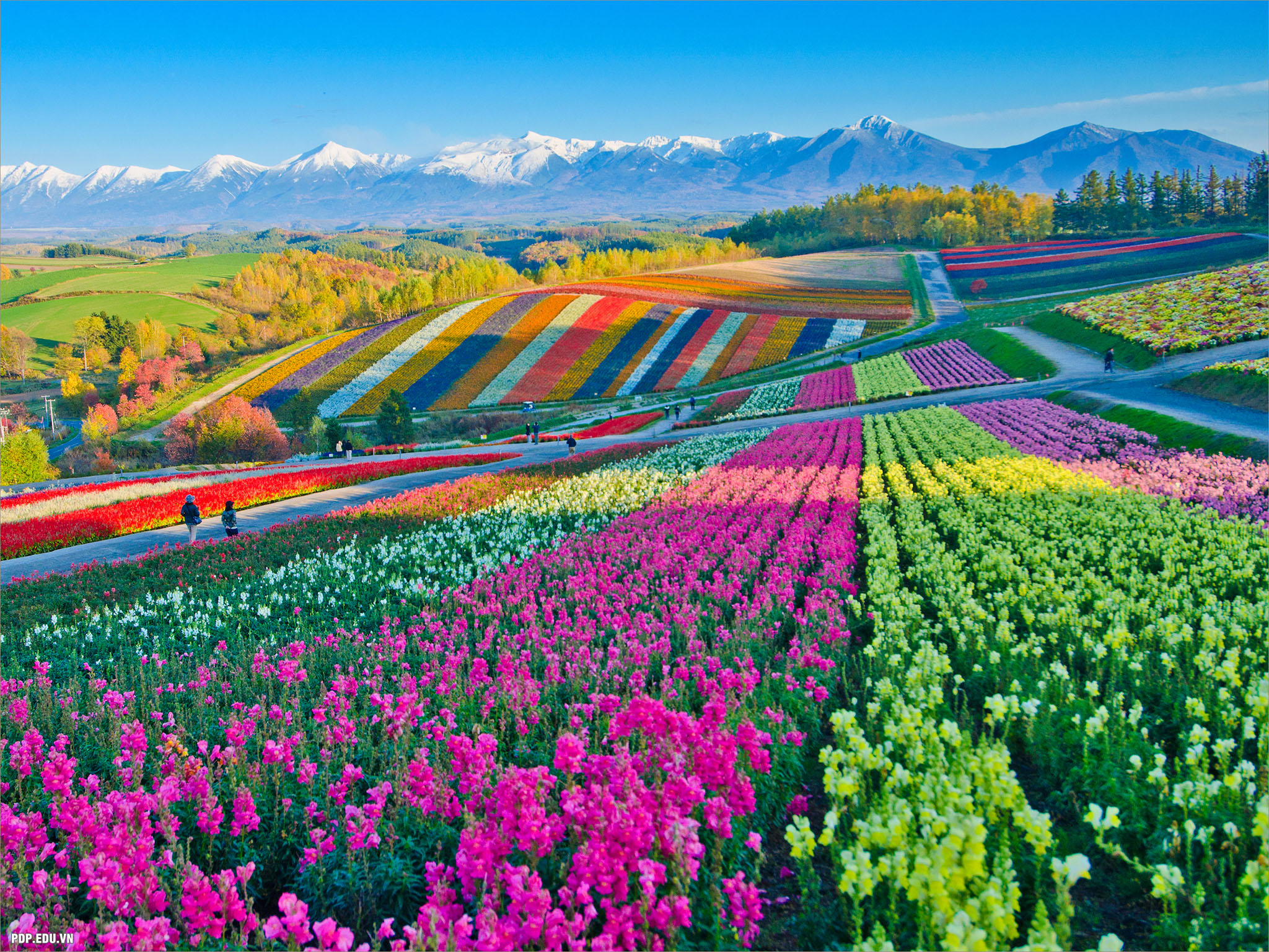 Cánh Đồng Hoa: Hình ảnh Cánh Đồng Hoa sẽ đưa bạn đến với một thế giới của màu sắc và hương thơm, là nơi để bạn nhìn thấy sự tươi vui và đầy màu sắc trong cuộc sống.