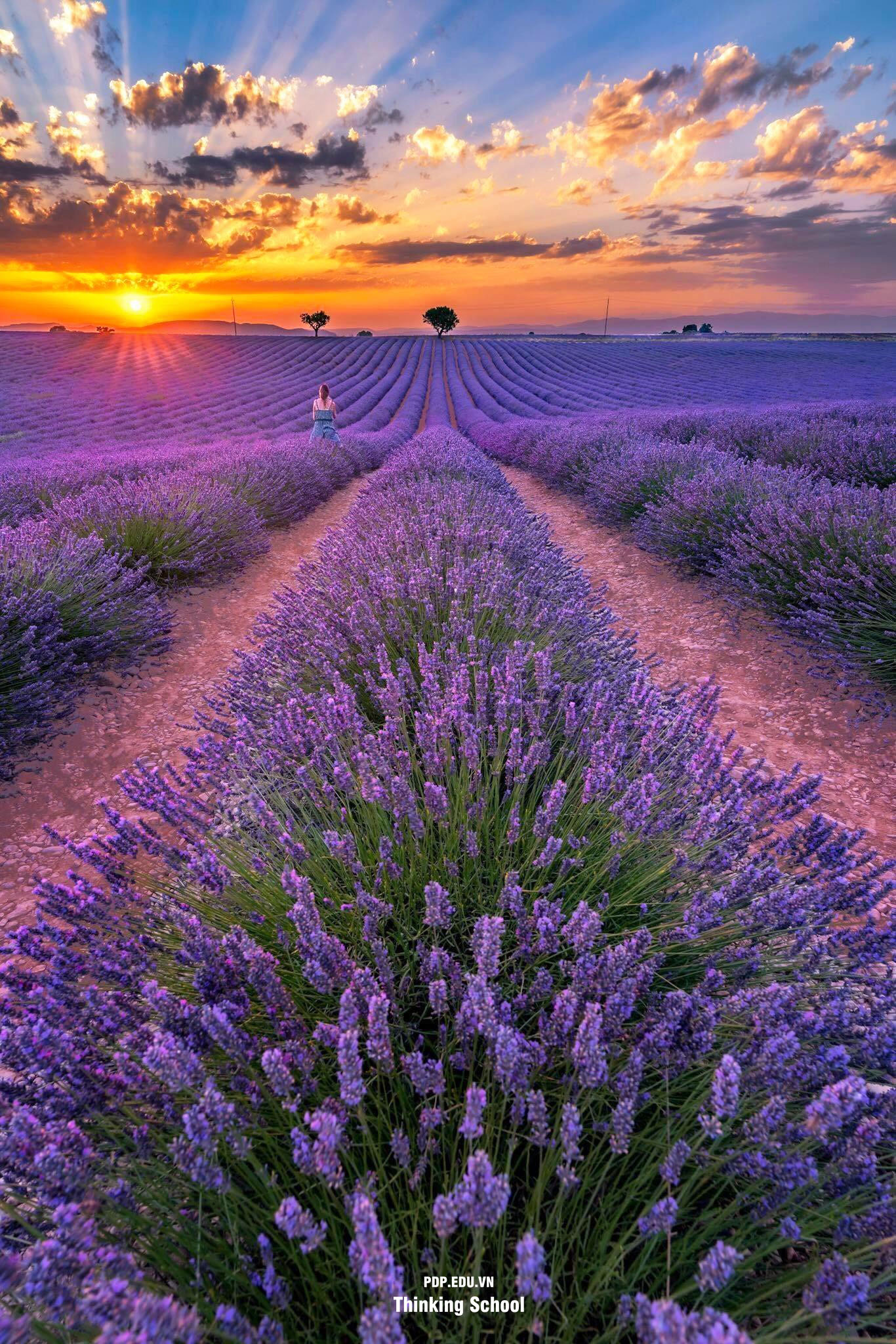 Chia sẻ hơn 78 hình nền hoa lavender cho dien thoai hay nhất  Tin Học Vui