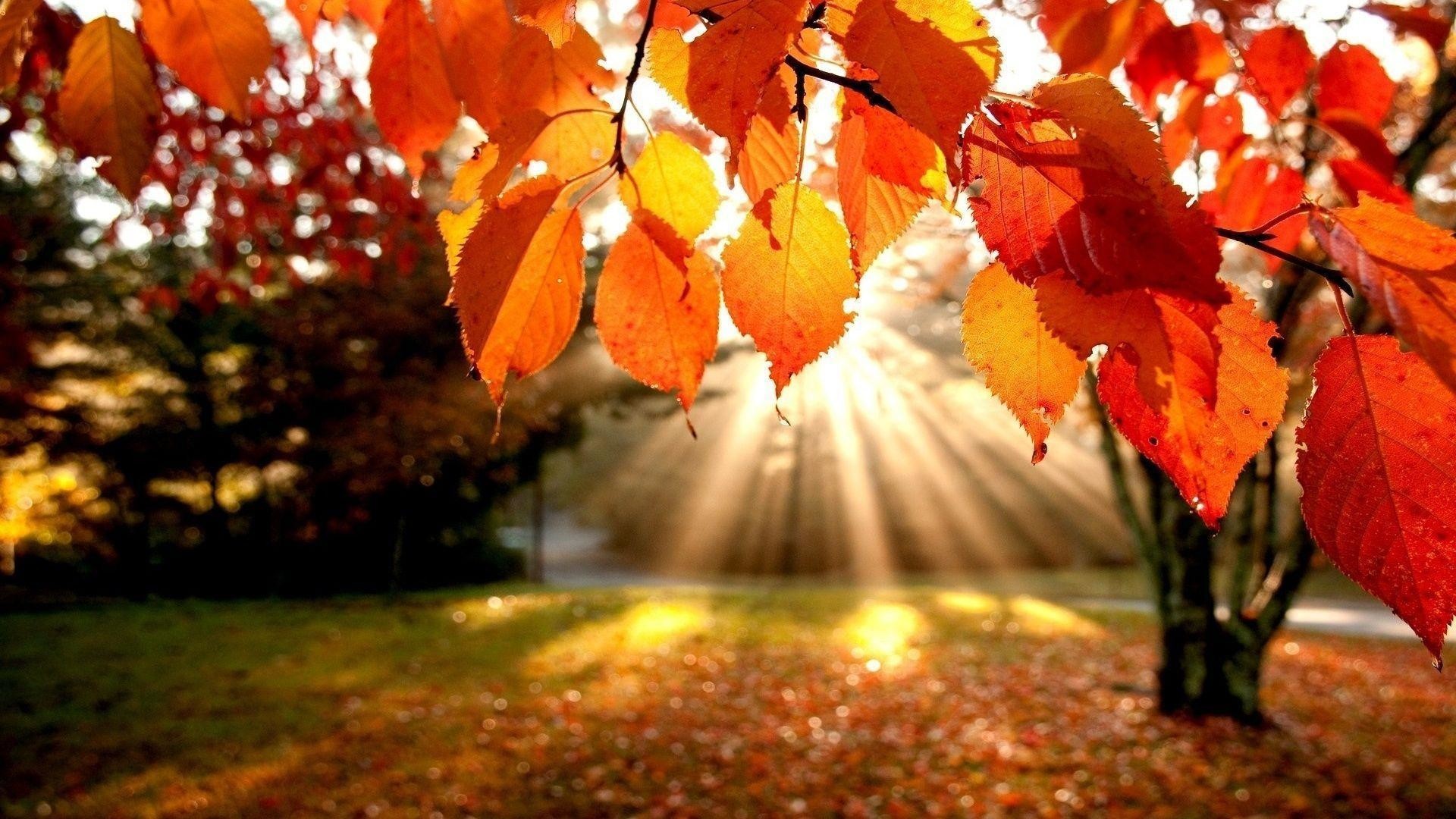 Schöne Fotoserie von fallenden Herbstblättern