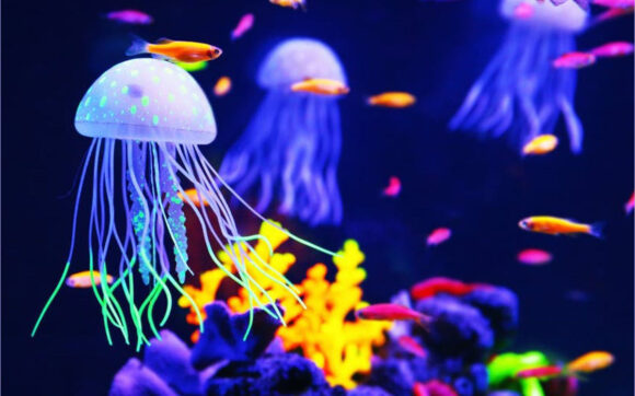 Hình ảnh nền con sứa