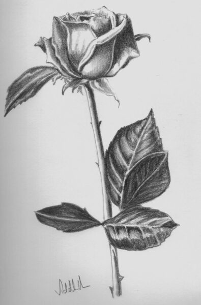 Hình ảnh vẽ hoa hồng
