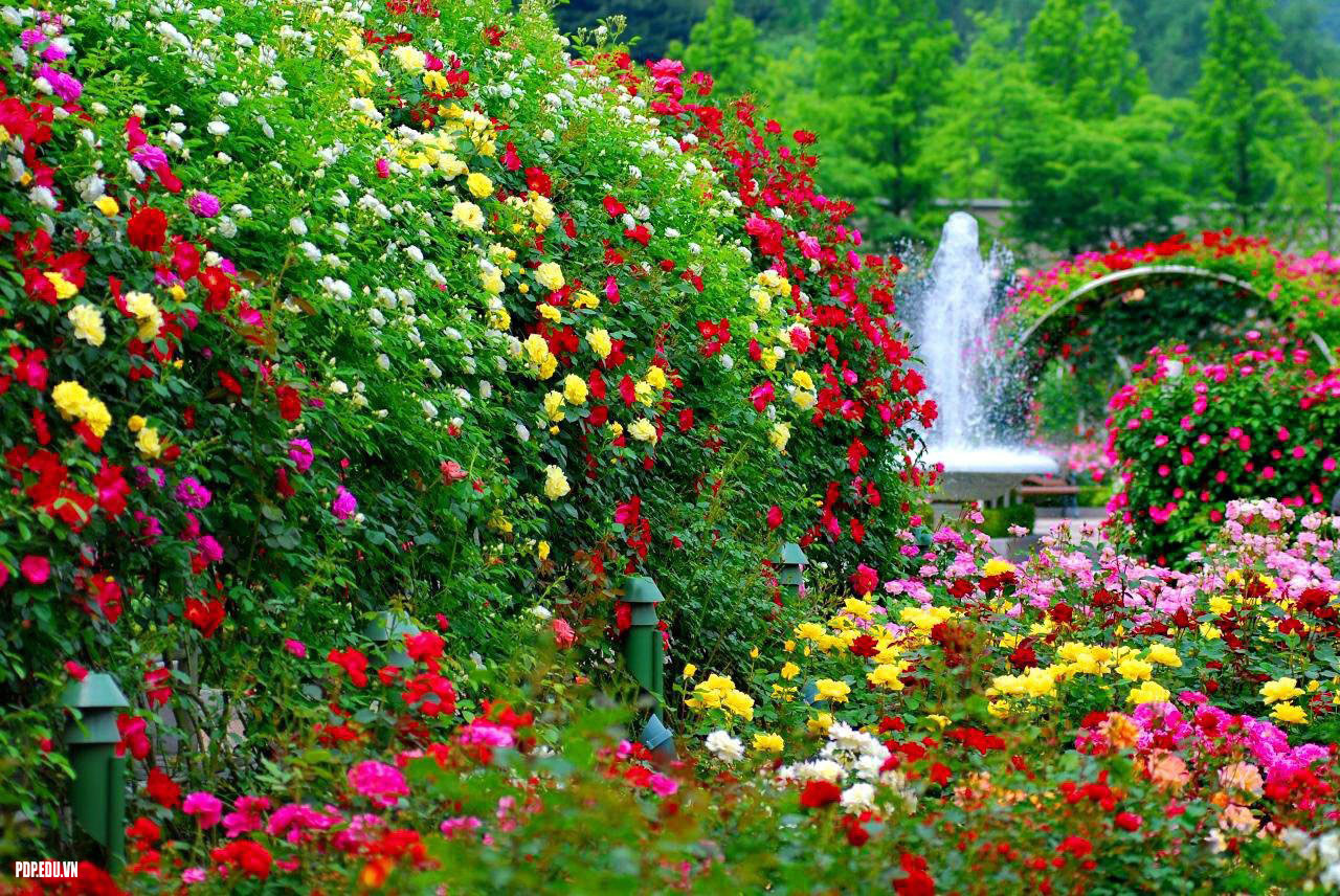 Hình ảnh vườn hoa đẹp đẹp mênh mông và rực rỡ