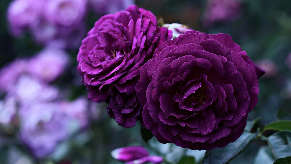 19 Hình ảnh hoa màu tím đẹp làm hình nền đẹp  Цветы лука Идеи посадки  растений Красивые цветы