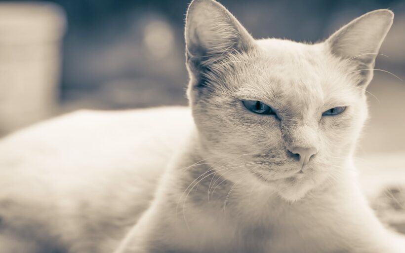 Hình nền màu xám con mèo