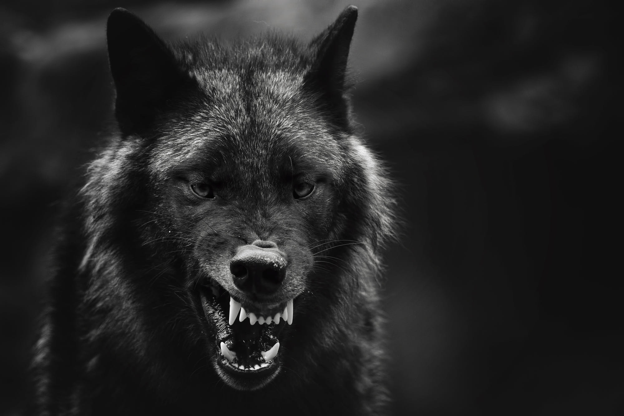 Tổng hợp 77+ hình ảnh chó sói hung dữ chất nhất - Sai Gon English Center