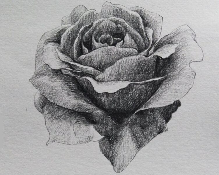 Hình vẽ hoa hồng bằng bút chì