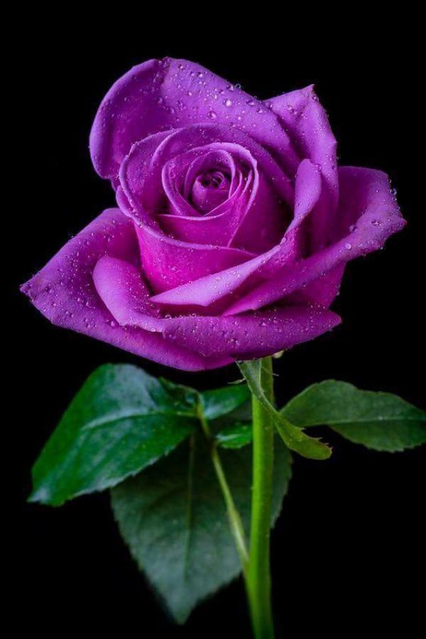 Hình ảnh ý nghĩa hoa hồng tím đẹp nhất