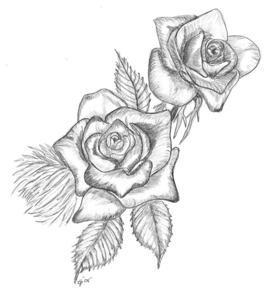 Tranh vẽ hai bông hoa hồng