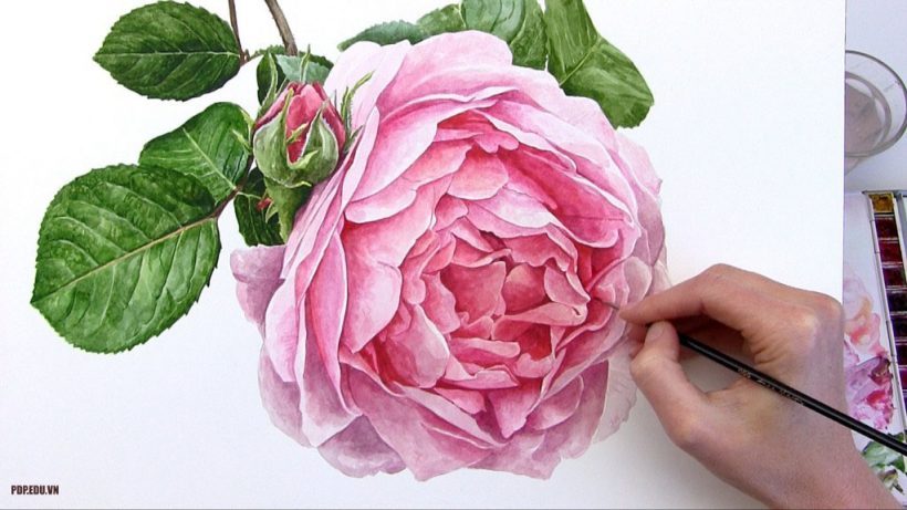 Tranh vẽ hoa hồng đẹp đơn giản, dành cho người mới bắt đầu 4 Vẽ hoa hồng 3D bằng bút chì
