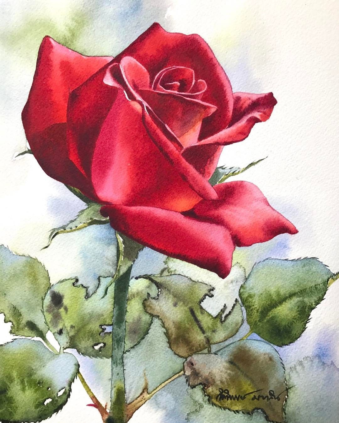 Học vẽ 8 cách vẽ hoa hồng dễ như ăn kẹo  Hình vẽ hoa hồng Hoa hồng  Hình vẽ hoa